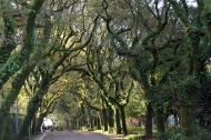 Alameda de Santiago de Compostela